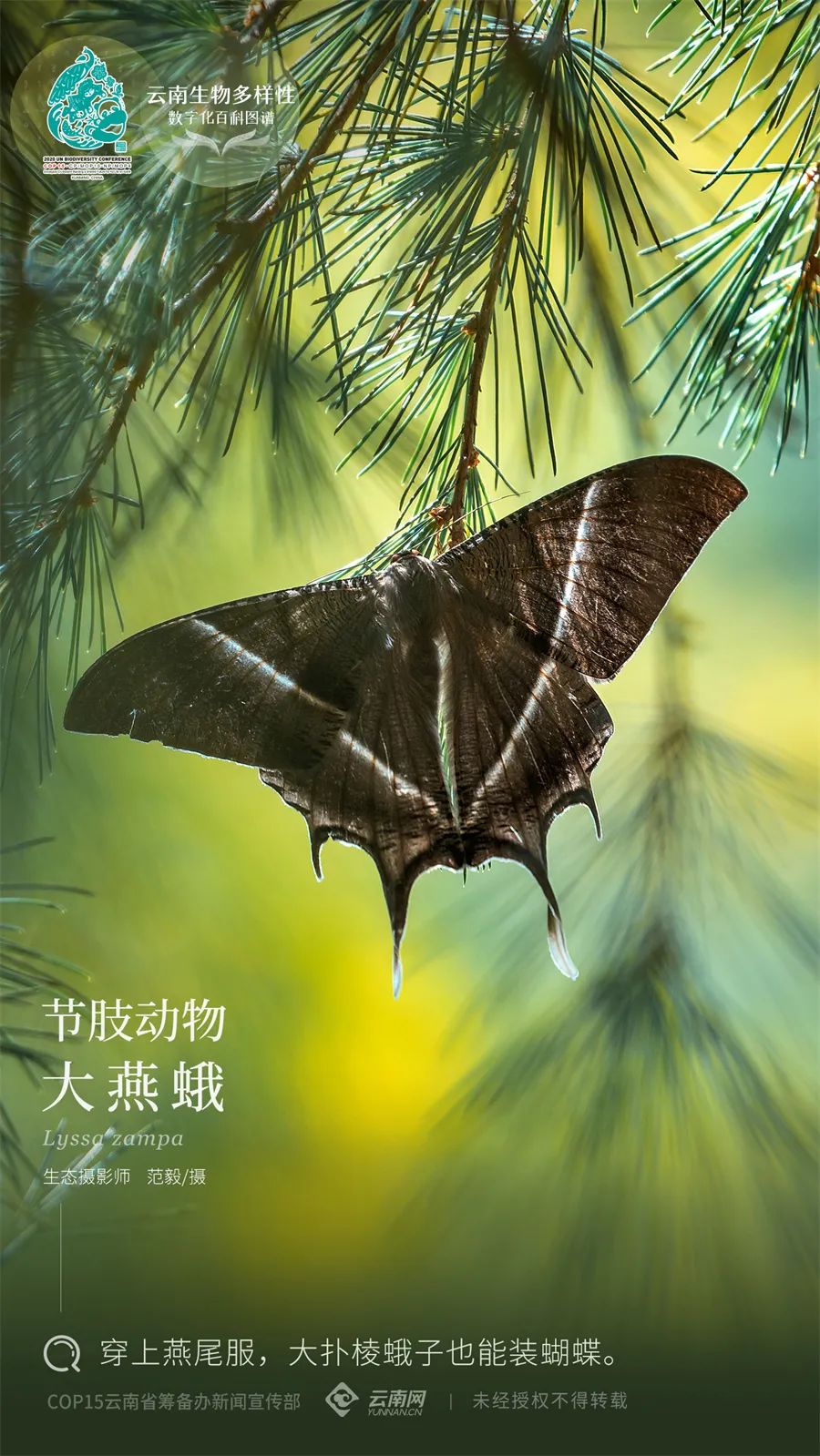 【云南生物多样性数字化百科图谱】节肢动物·大燕蛾:穿上燕尾服,大