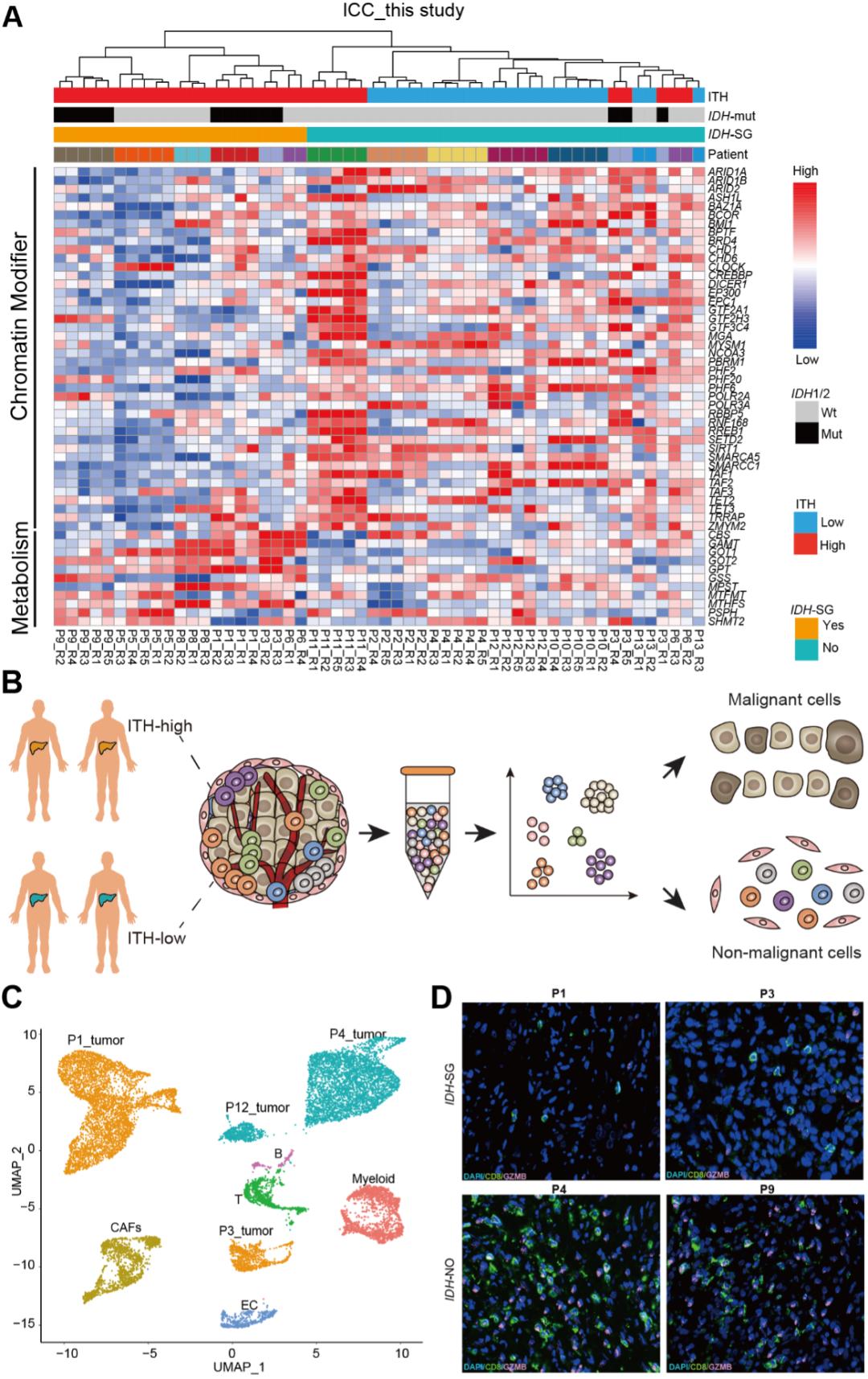 【学术前沿】白凡课题组与合作者揭示肝内胆管癌idh突变亚型的高异质