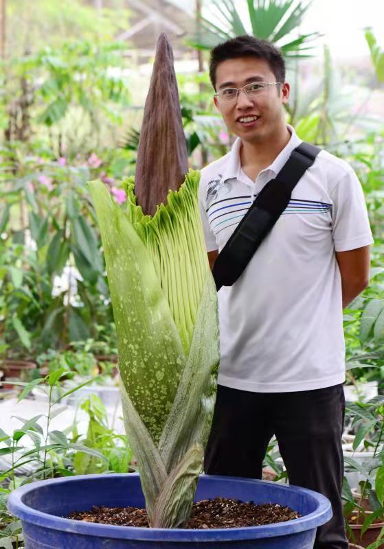 被子植物·盾柄兰