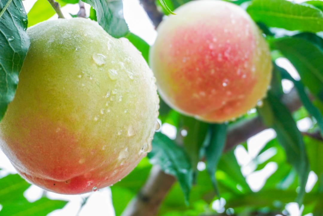 水灵灵的南汇水蜜桃已大量上市!赶紧安排