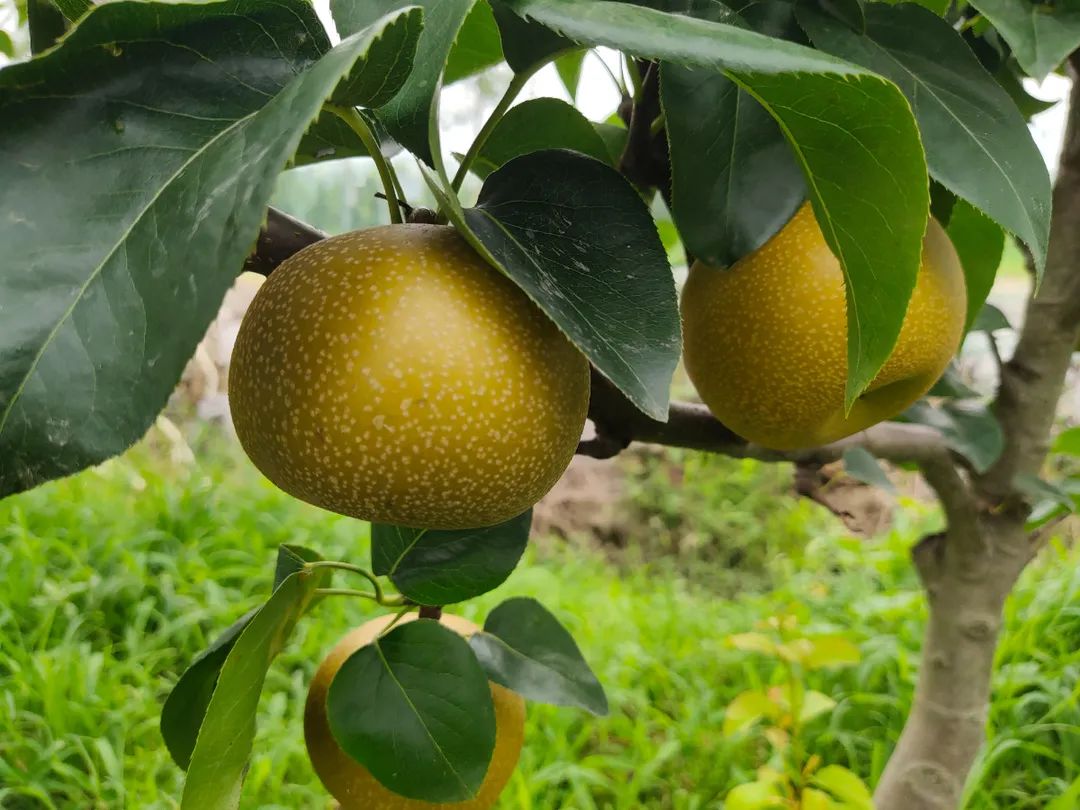 清脆鲜甜多汁本土新品种沪晶梨18号来啦