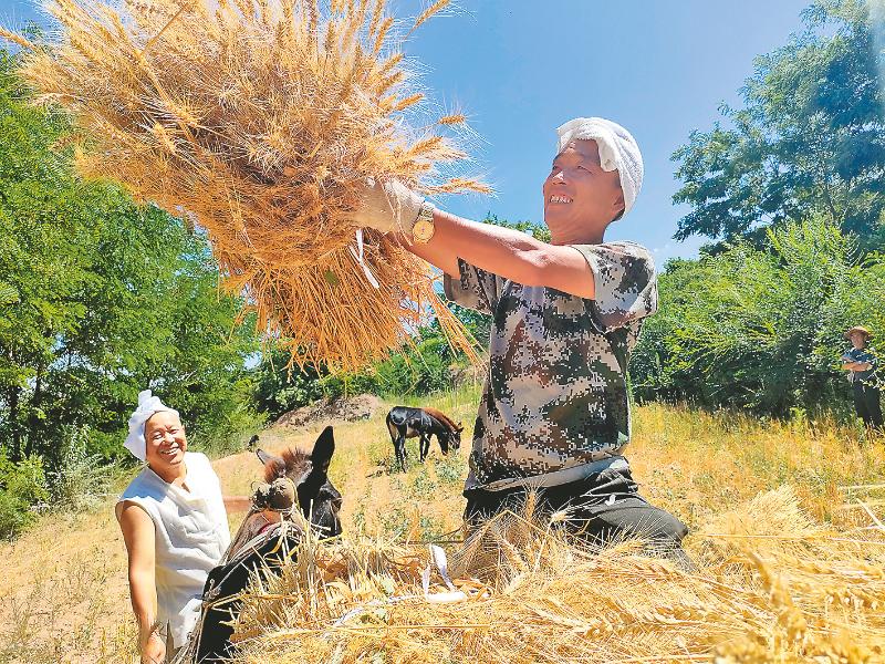 又是一年麦收季