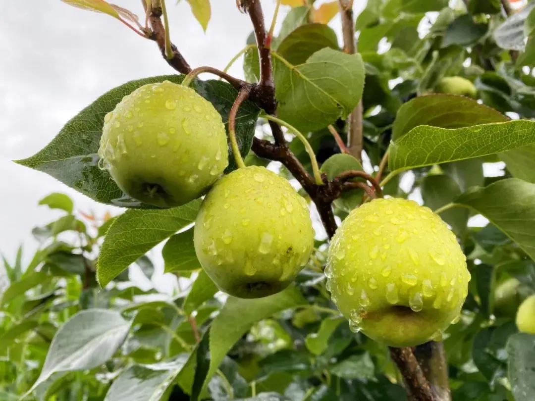 花城风物99丨蜂蜜清香般的味道,米易普威的这种梨子上市啦_澎湃号