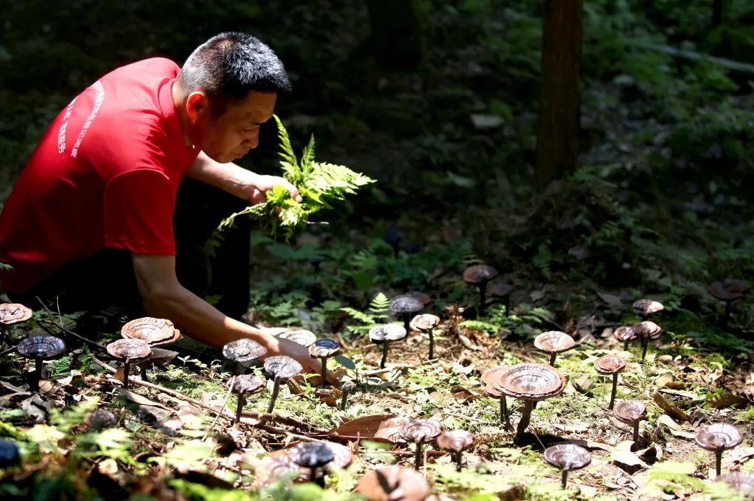 目前,全镇种植灵芝1000亩,年产值达500万元以上