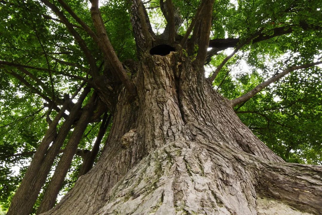 百年百树⑧ | 驻足嘉定,聆听申城"第一树"跨越千年的不朽传奇