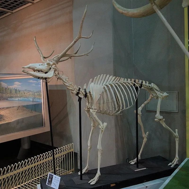 博物馆里的麋鹿骨骼 | wikimedia commons重返故土的麋鹿不过麋鹿并未