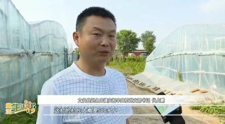 奋斗百年路启航新征程安祖辛庄村葡萄园里结出致富果