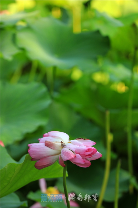 追光 济南盛开并蒂莲 为何全民圈粉
