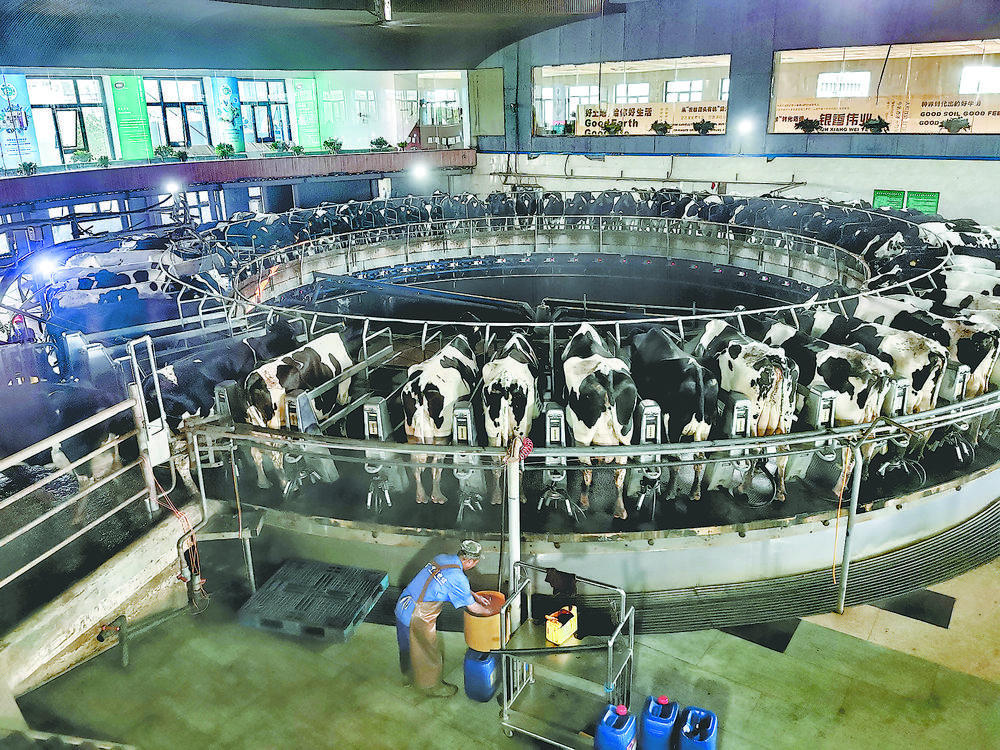 转盘式挤奶厅,减少了挤奶过程中的应激反应,保证产奶质量