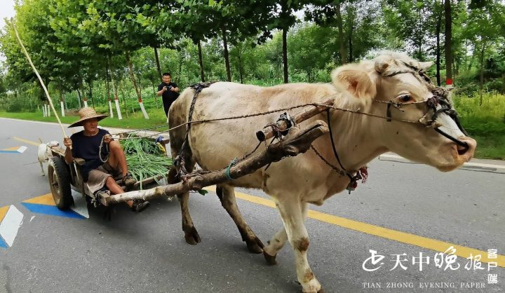 近九旬老漢駕駛牛車出行02020202不小心成網紅