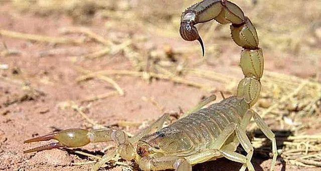 捉野生蝎子犯法