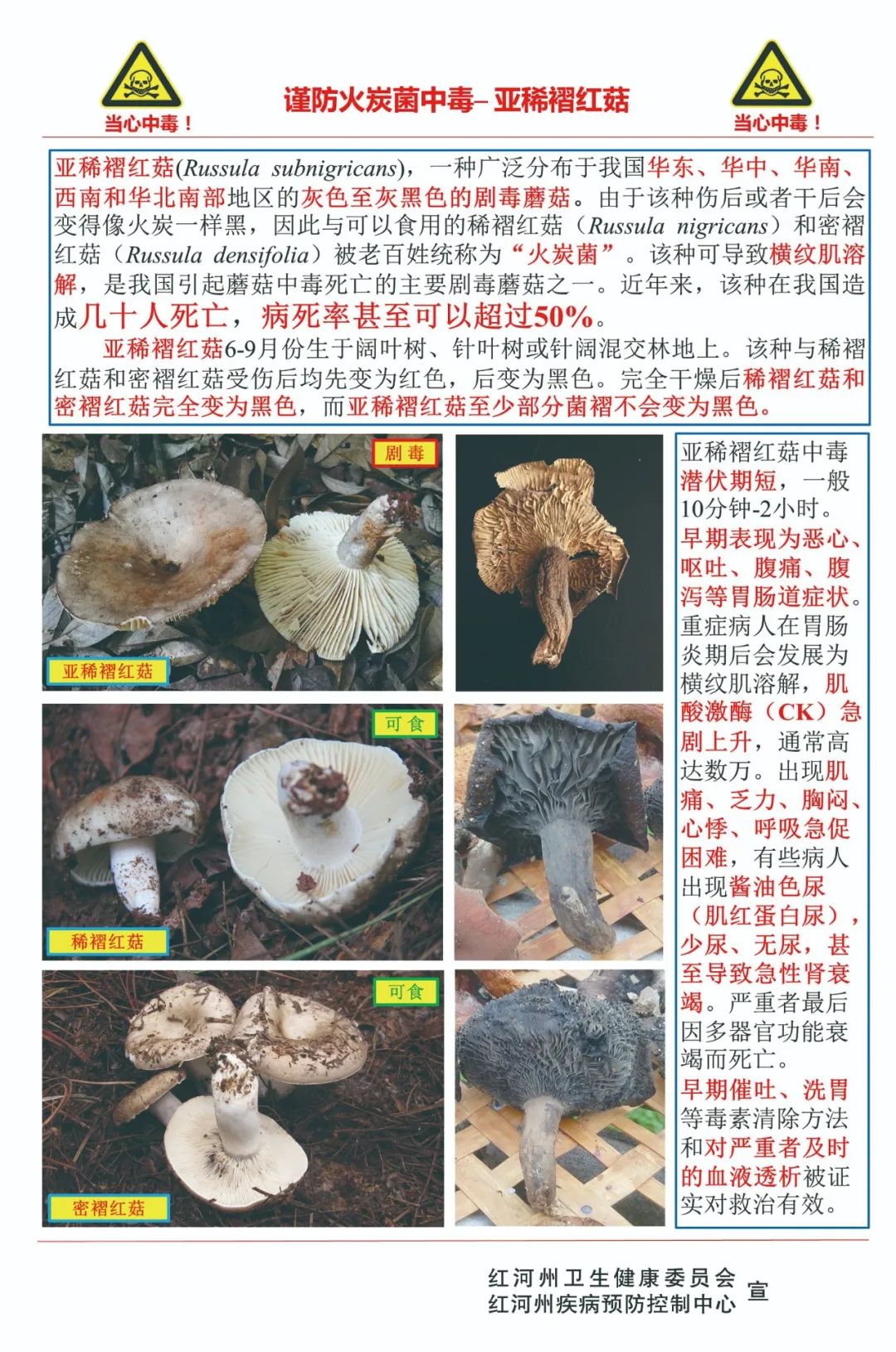 据王海澄介绍,鹅膏菌(俗称白罗伞,白毒伞等),亚稀褶红菇(俗称火炭菌)