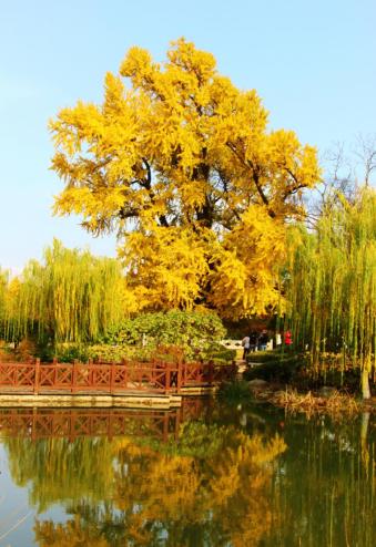 百年百树⑧驻足嘉定聆听申城第一树跨越千年的不朽传奇