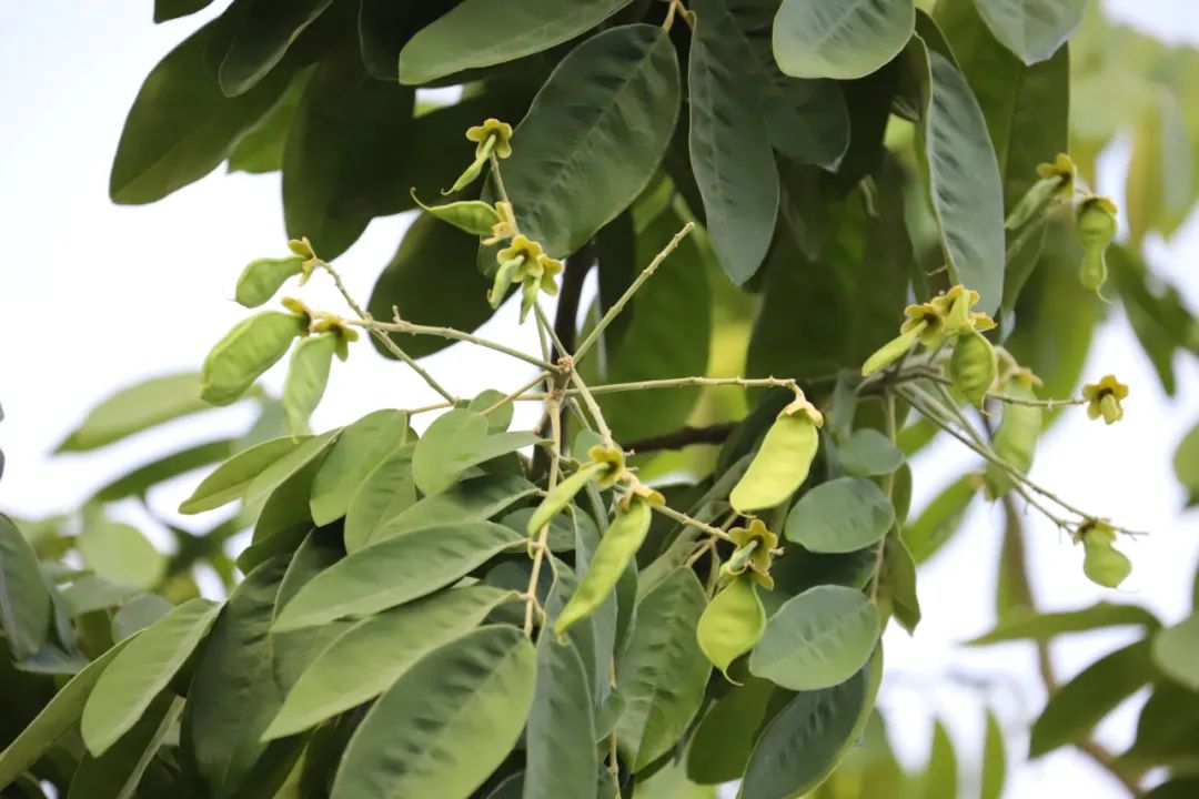 "材貌双全"的花榈木