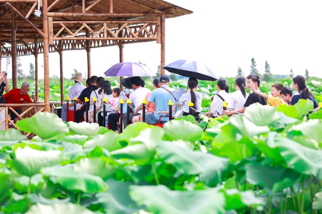 接天莲叶无穷碧慈溪这片荷塘格外红网眼看慈溪走进恒海怡荷园