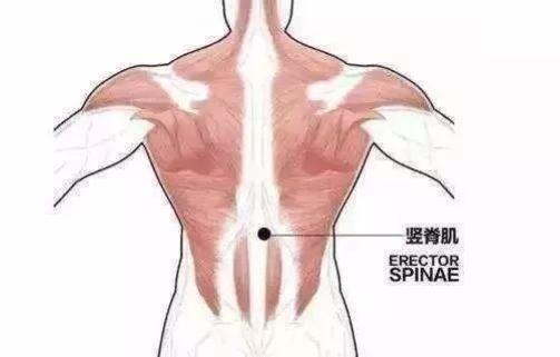 接下来就是锻炼背部肌肉,需要一系列背部力量训练.