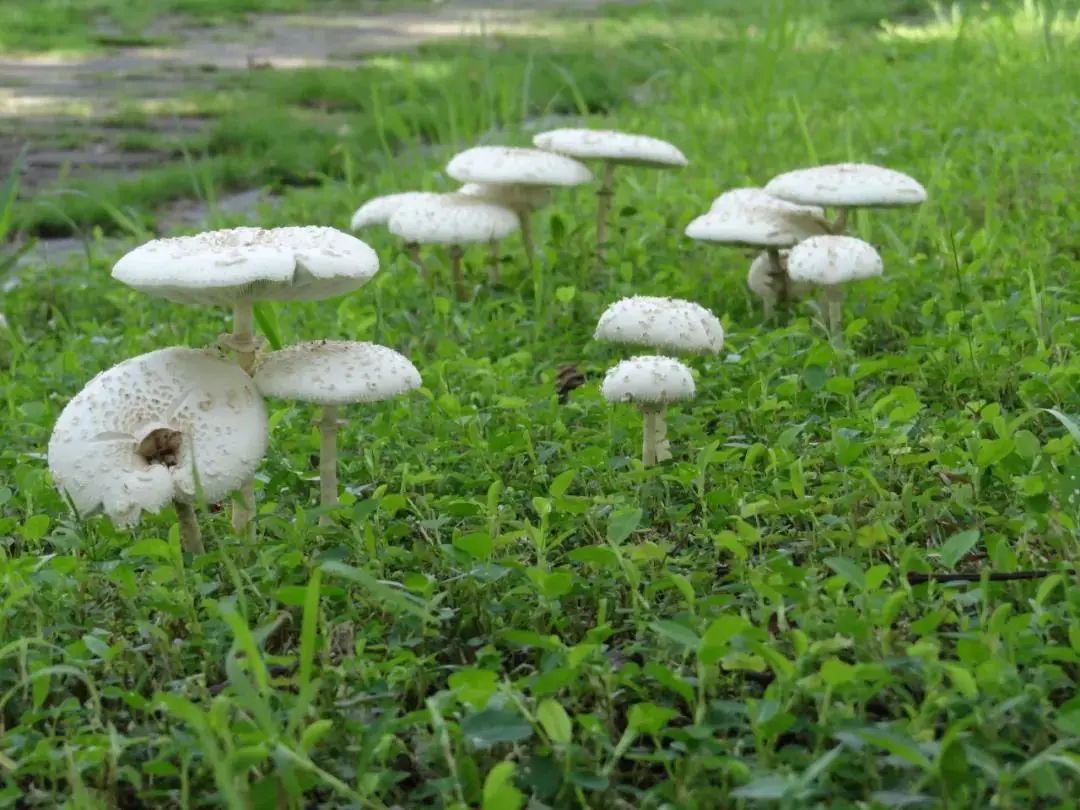 雨后出现的这些东西,千万别碰!