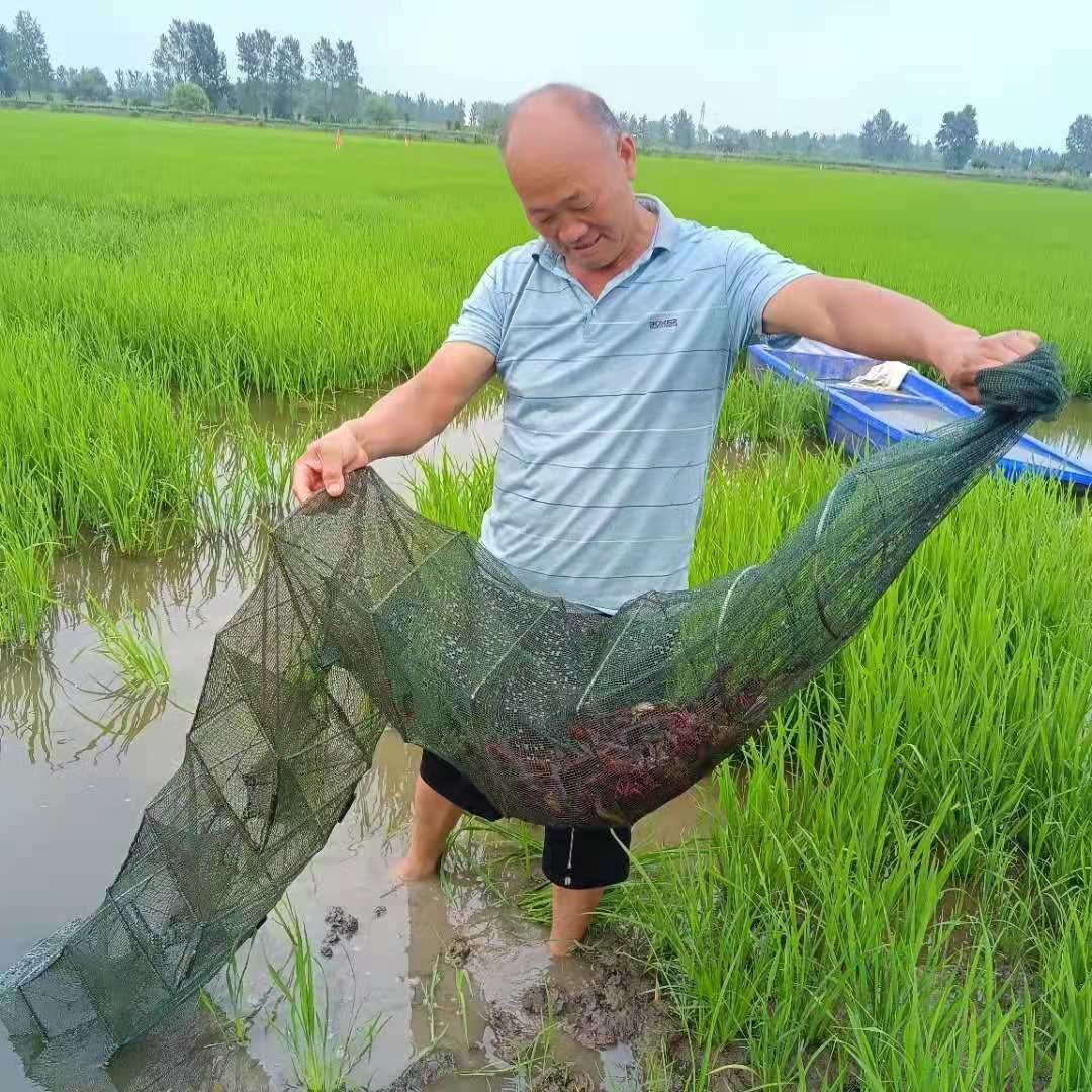 致富经虾_致富虾真的_致富经虾