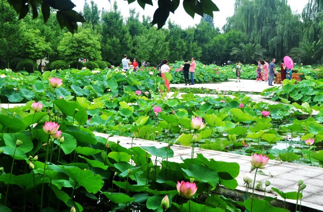 "荷"你有约!这份德阳赏荷地图请收藏