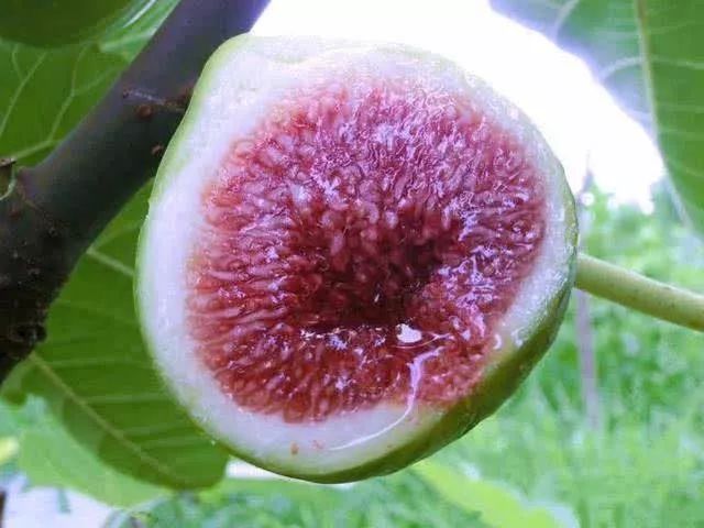 甜过初恋葡萄无花果黄皮莲雾佛山夏季摘果地图出炉