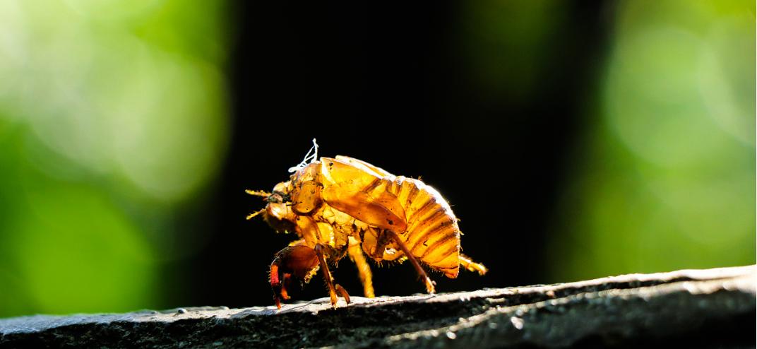 童年的美好回忆蝉蜕