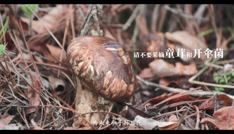 又是一年松茸季,请迪庆人不要采摘童茸和开伞菌(视频)_澎湃号·政务_澎湃新闻-The Paper