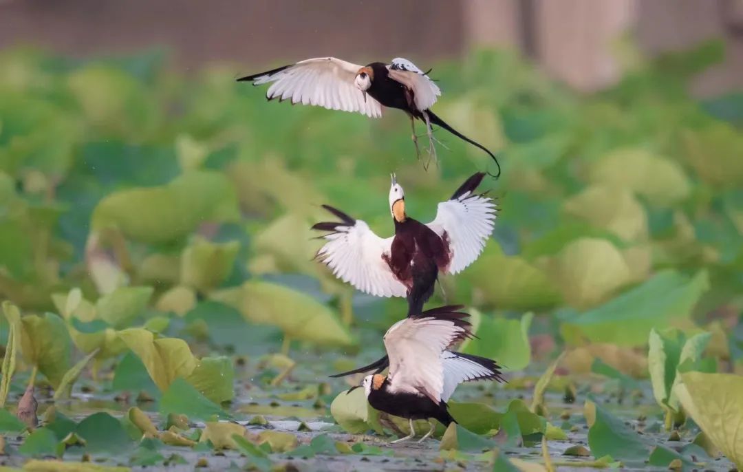 探索6組照片雲賞青西郊野公園的水鳳凰