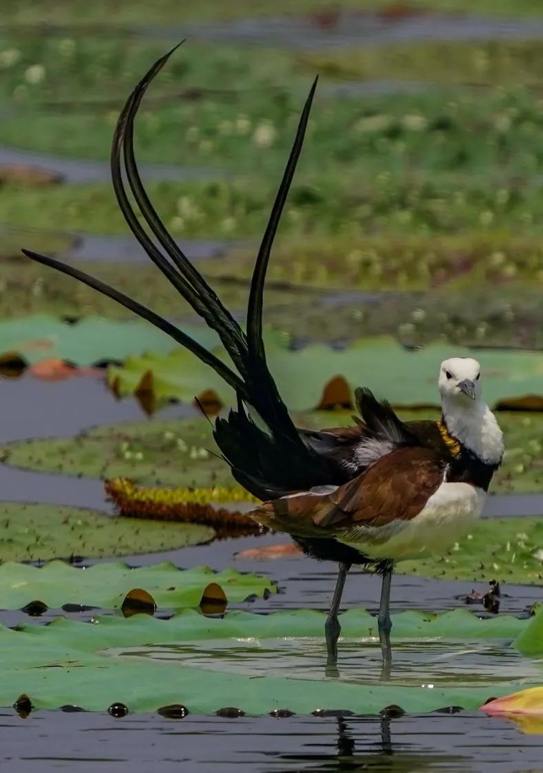 探索6组照片云赏青西郊野公园的水凤凰