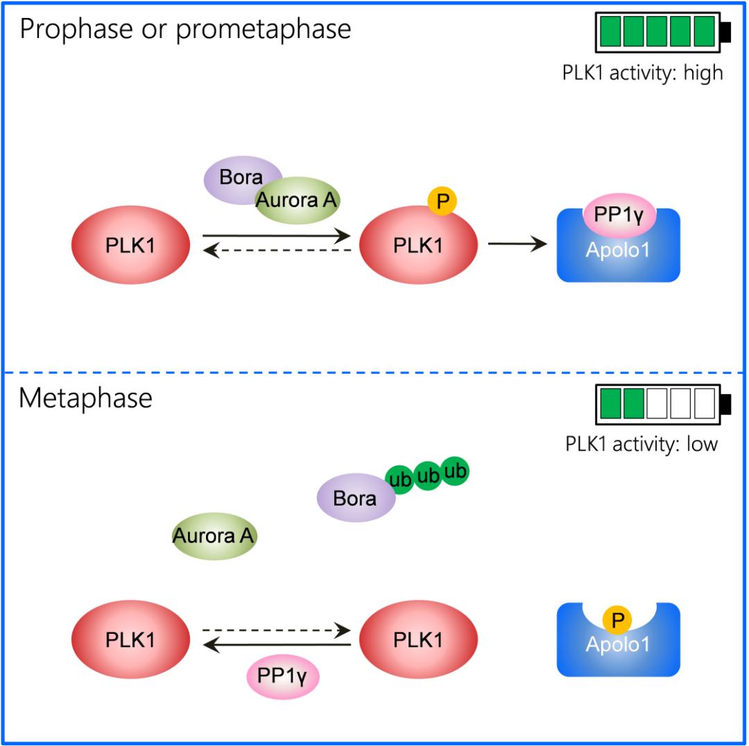 学术前沿姚雪彪刘行刘丹合作解析有丝分裂重要蛋白激酶p