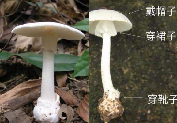已知具明显毒性的毒菌种类多达400余种,而白毒伞误食后死亡率可达90%