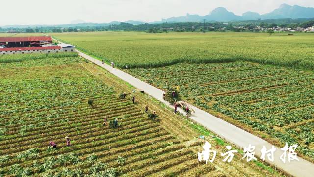 韶關建好高標農田築牢糧倉根基