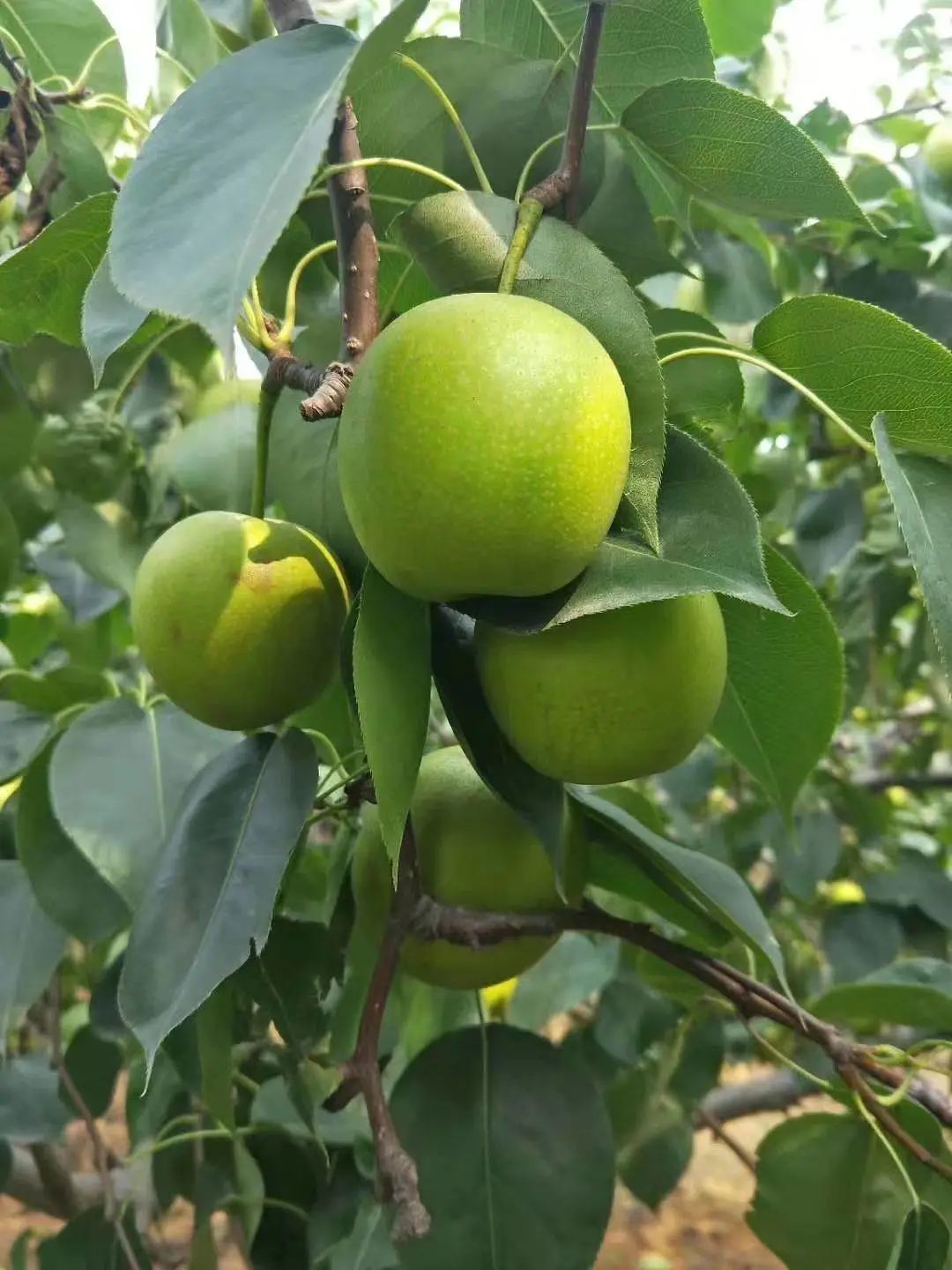 仓桥水晶梨上市啦每年夏天梨不开这一口