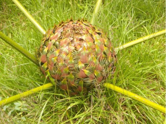 cop15丨绿春境内生长的这种活化石竟是