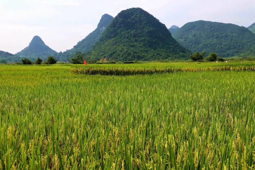 【乡村振兴进行时】融水:优质水稻——"上优馥香占"大面积种植示范