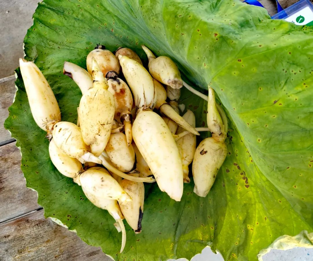 百朋镇也是有名的"玉藕之乡",出产优质的双季莲藕.