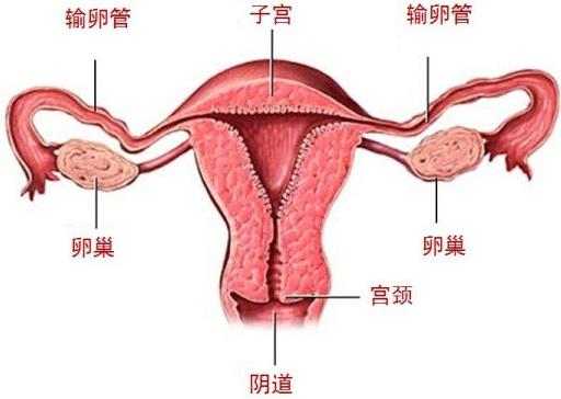 医生，B超提示我有子宫畸形……(图3)