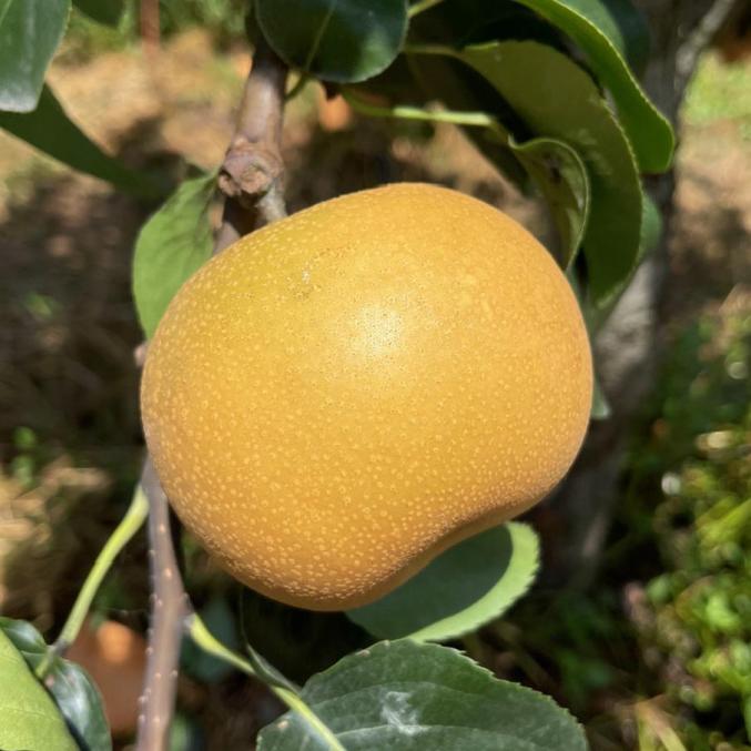 仓桥水晶梨上市接下来你还可以吃到它们