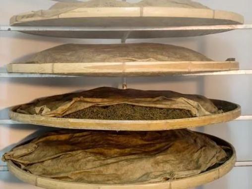 茶科普祁红part1祁门工夫红茶初制加工工艺