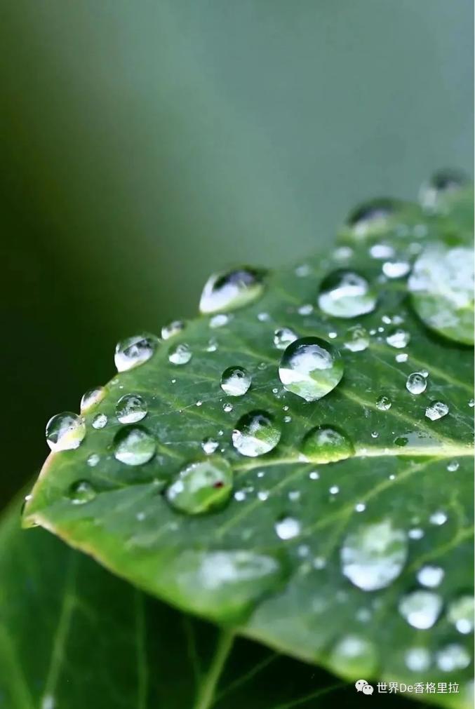 美香格里拉雨後的露珠大寫的驚豔