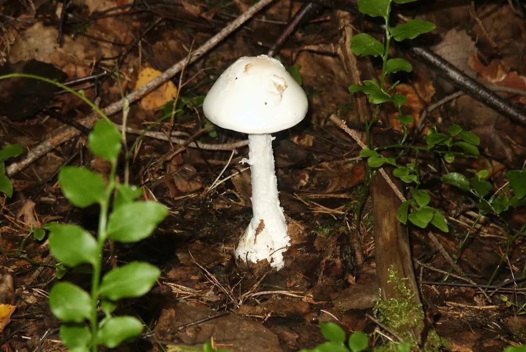 鳞柄白鹅膏a. virosa(剧毒!),欧氏鹅膏a. oberwinklerana(也剧毒!