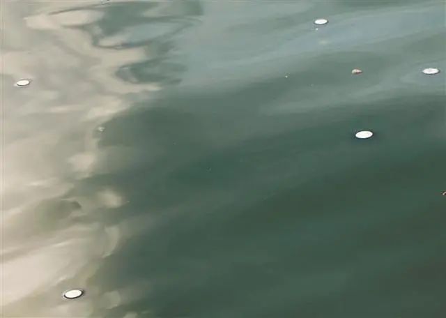 漂浮在海面上的银币水母。深圳晚报记者 李晶川 摄