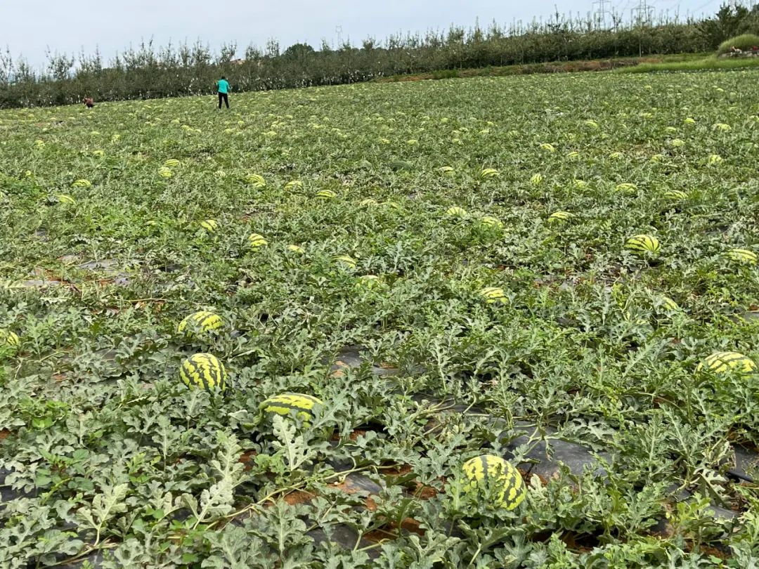 记录小康昭通永丰小闸村西瓜熟了群众的钱袋鼓了