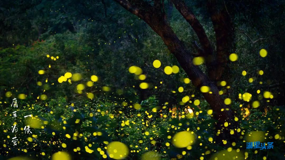 孵化而出大暑时一候腐草为萤有三候/大暑大暑是农历二十四节气之一