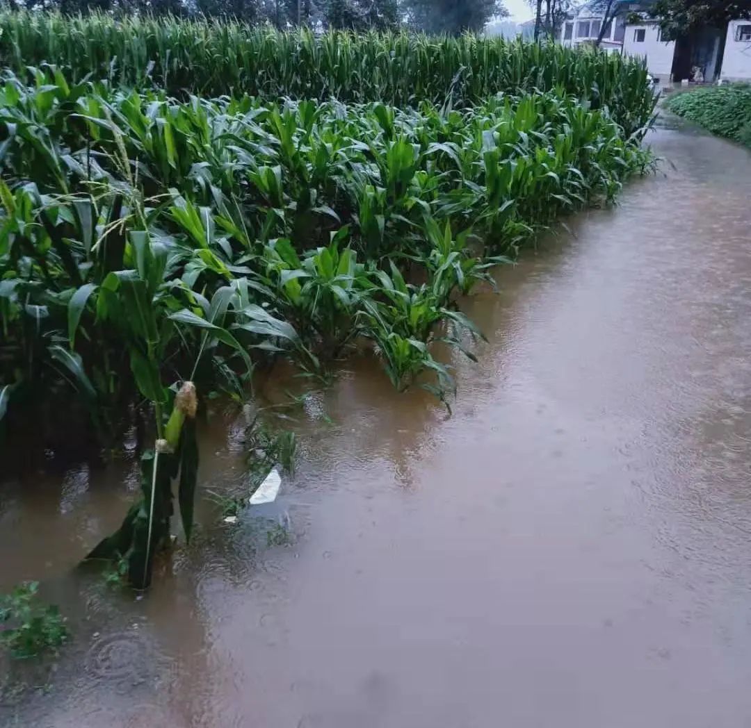 河南暴雨庄稼被淹图片图片