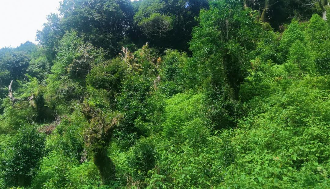 生态野生古树茶 生态野生古树茶班章王，探秘生态宝藏：野生古树茶班章王的独特魅力_