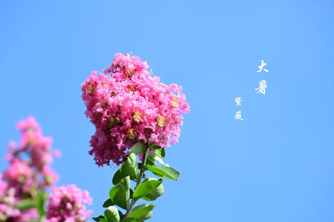 精灵之约61节气植说上海植物园上海的二十四节气花园61大暑