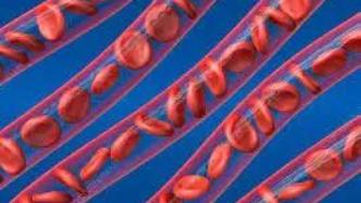 红细胞“流量”有助于脑氧合的变化