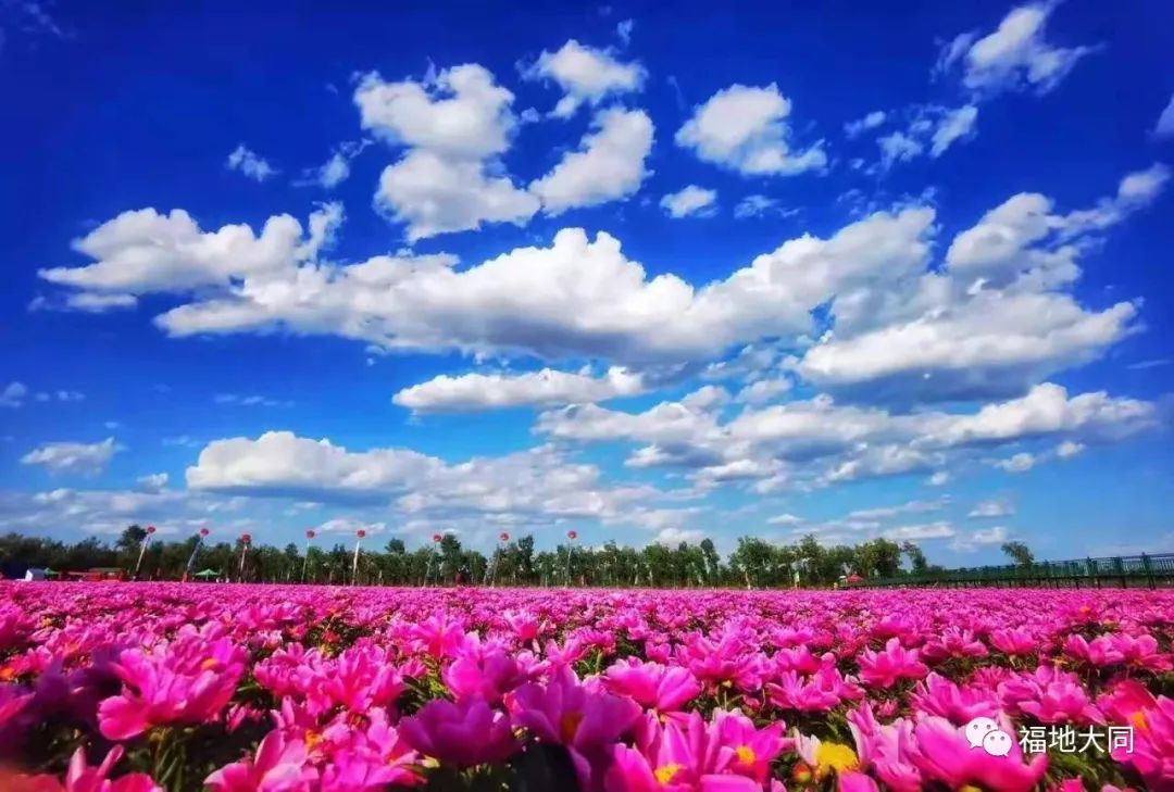 大同新视界我区推进休闲农业旅游产业助力乡村振兴