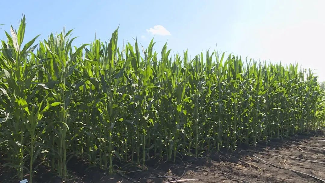 农技专家指导玉米田间管理