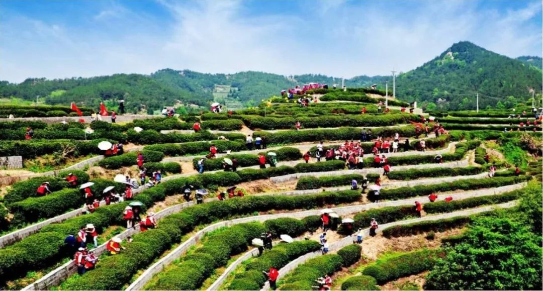 深度游英山系列94乌云茶山宛如梯盈盈茶香曳风情
